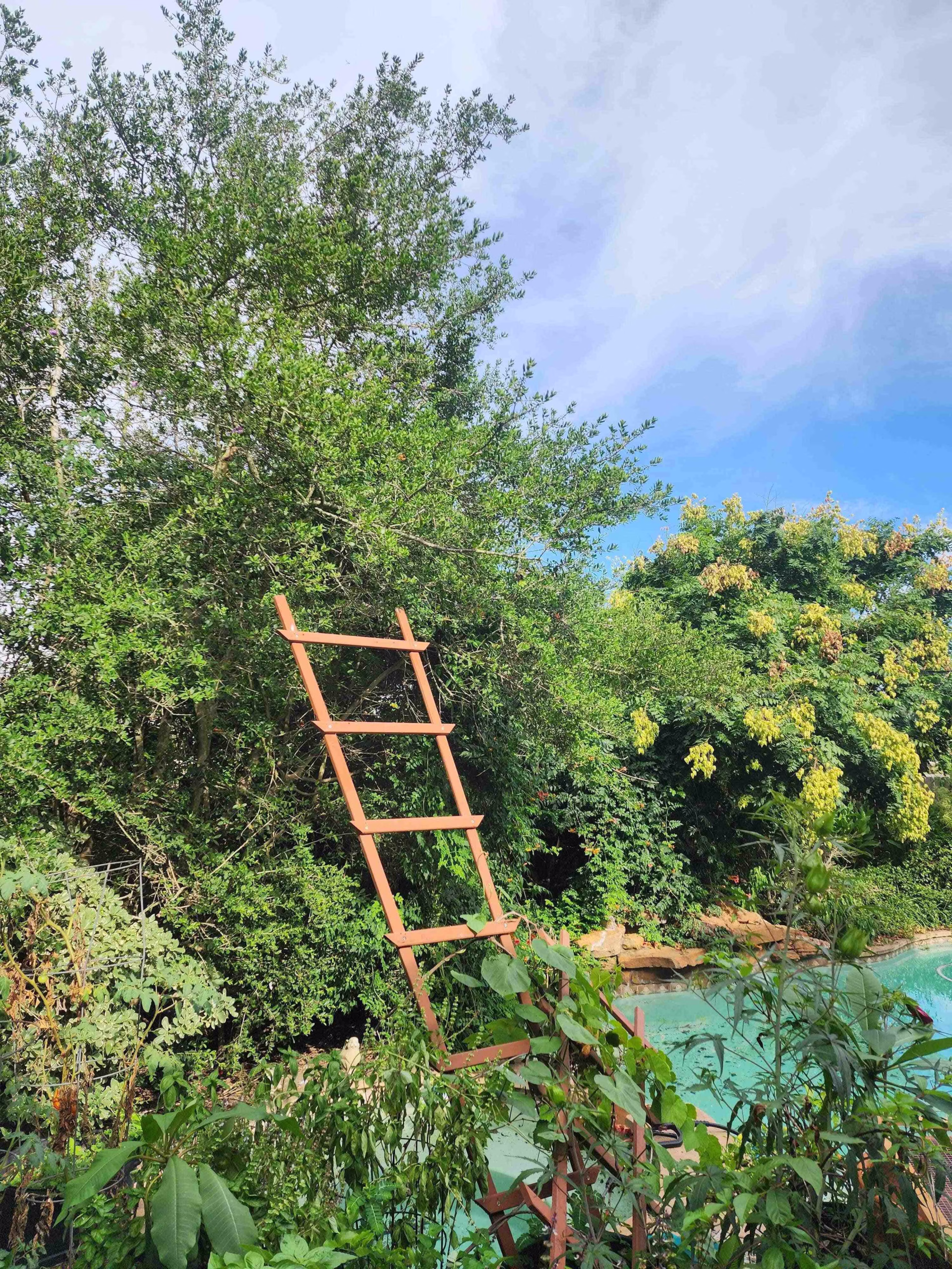 You are currently viewing Safe & Efficient Tree Removal in Katy TX – A Project Overview