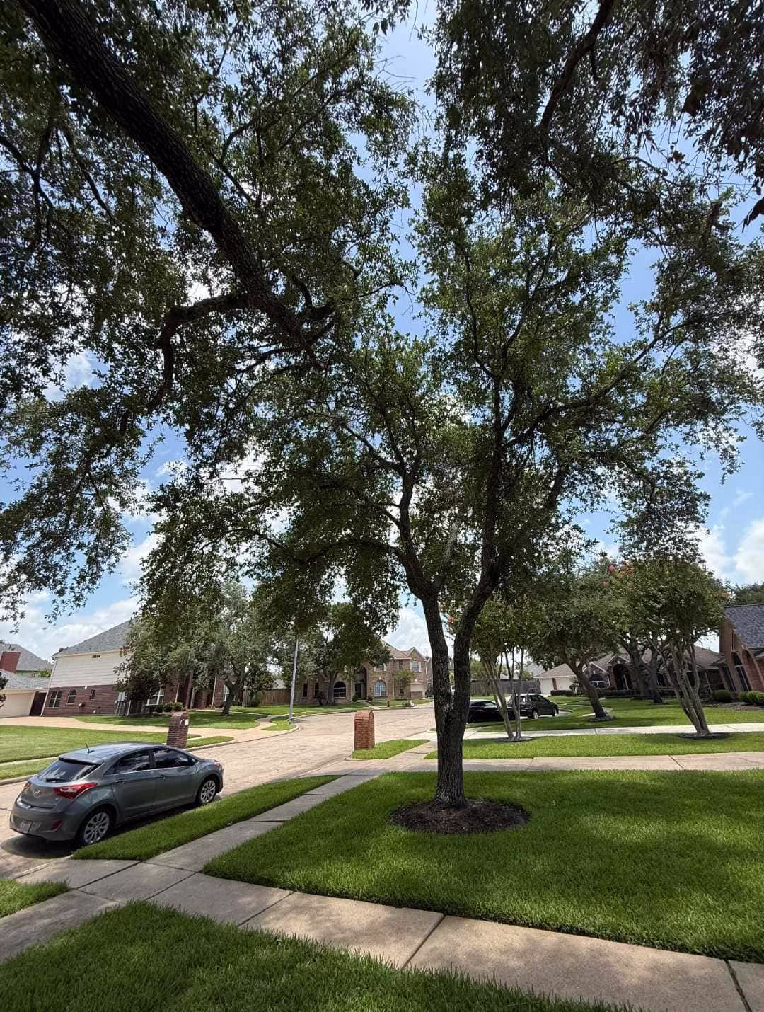 Professional Tree Trimming in Friendswood TX