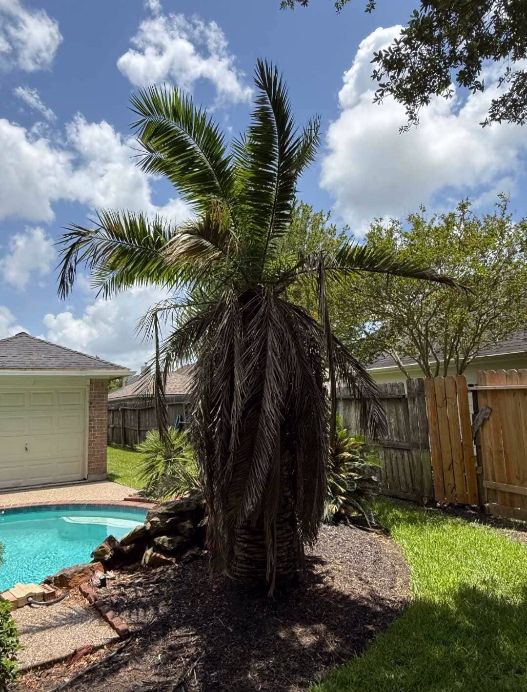 tree trimming in Friendswood TX