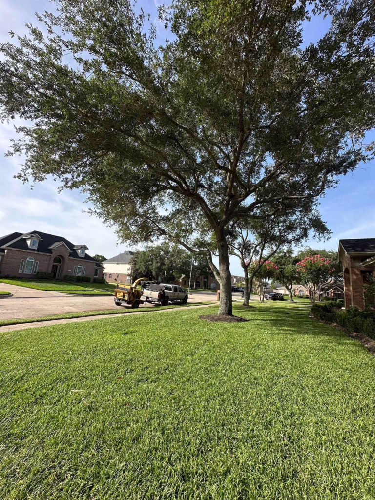 tree trimming in Friendswood TX