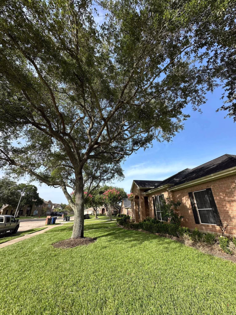 tree trimming in Friendswood TX