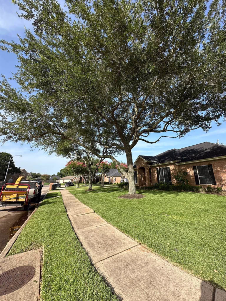 tree trimming in Friendswood TX