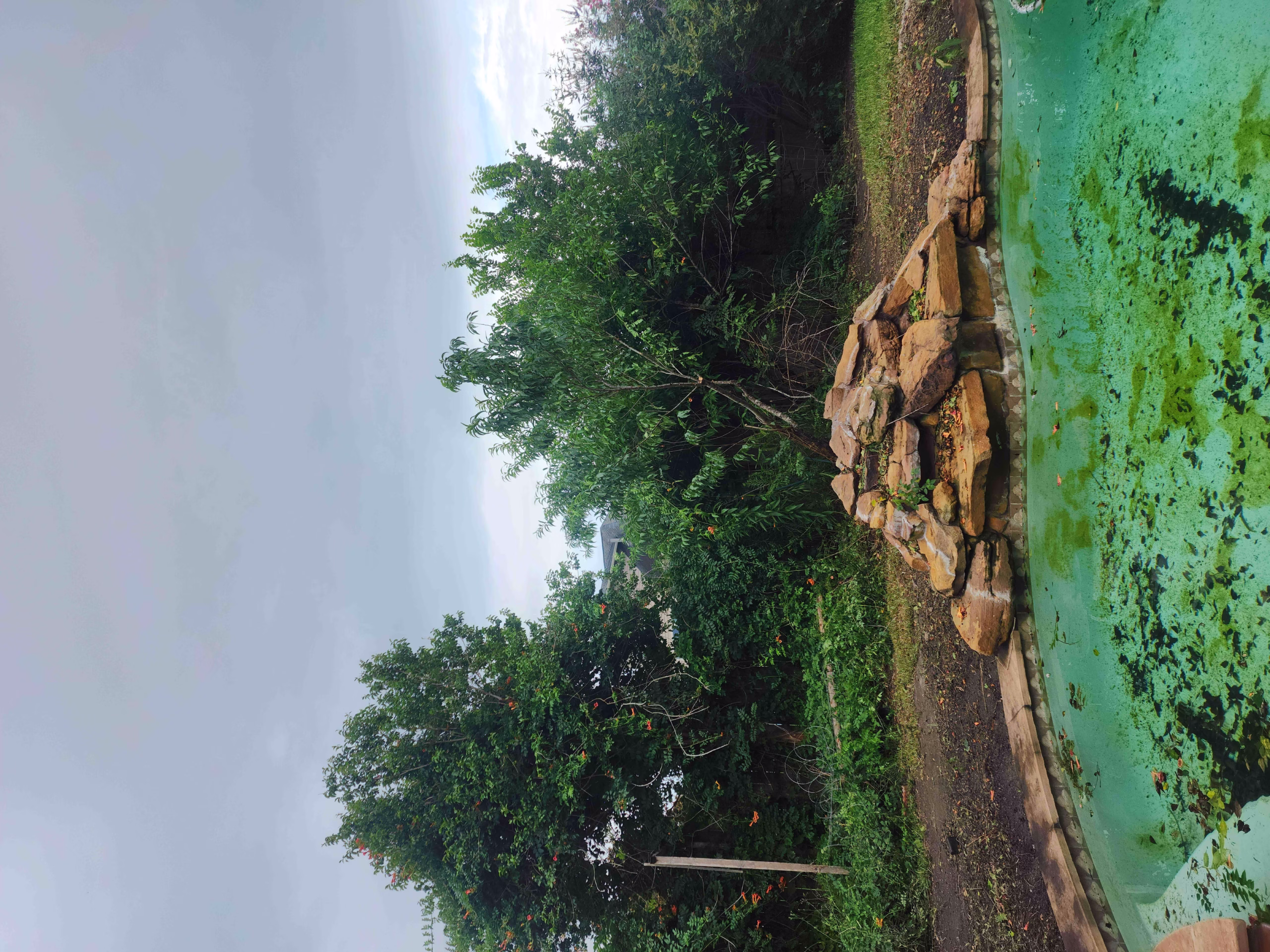 tree removal in Katy TX