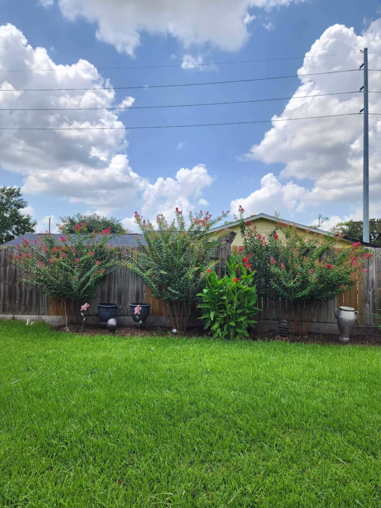 Expert Tree Trimming in Richmond, TX | Hamoda Trees