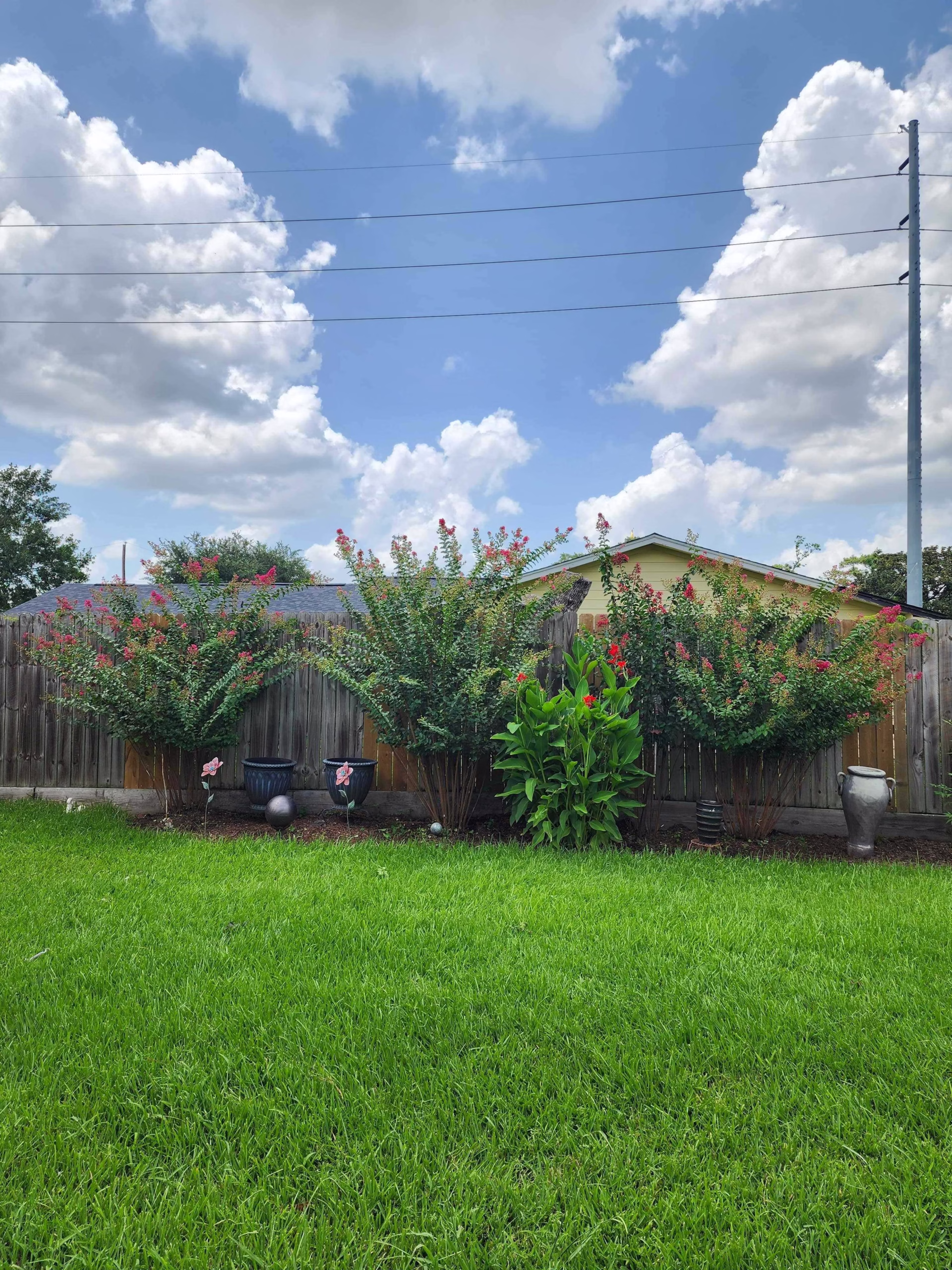 Expert Tree Trimming in Richmond, TX | Hamoda Trees