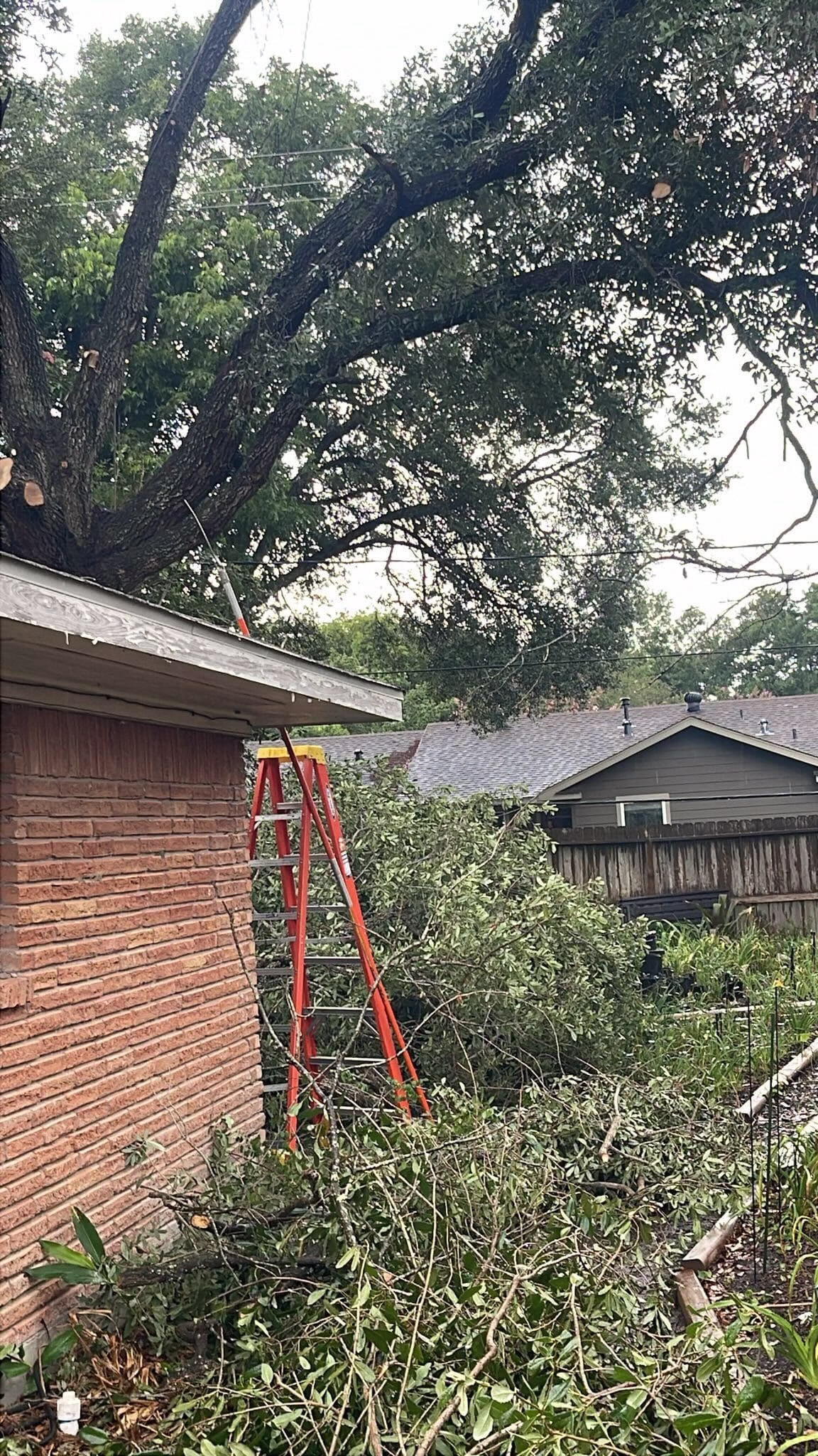 tree-removal-service-stillbrooke-houston - Expert Tree Removal Service by HamodaTrees