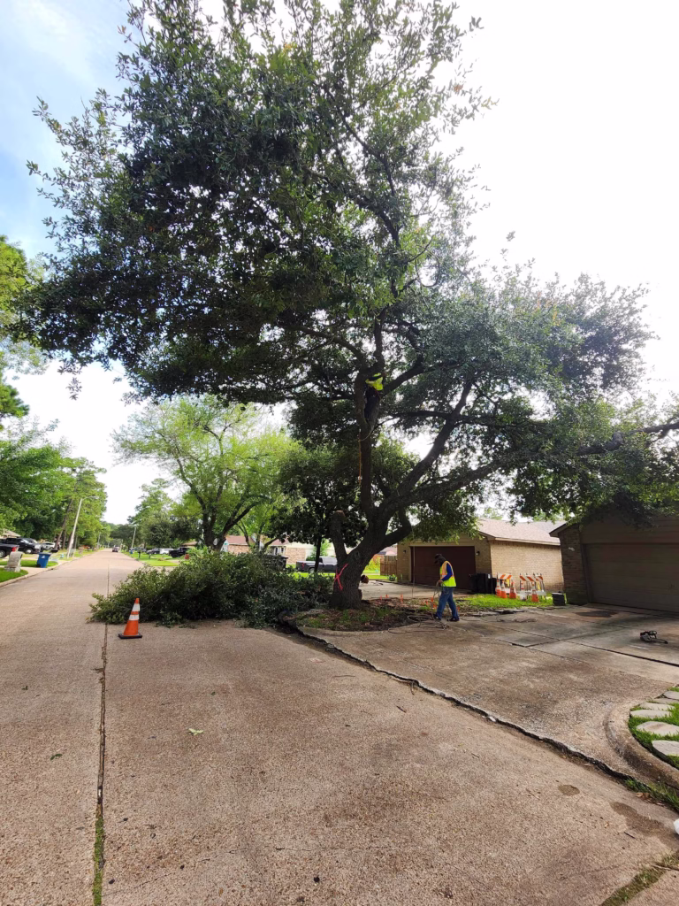 Tree Services for City of Humble