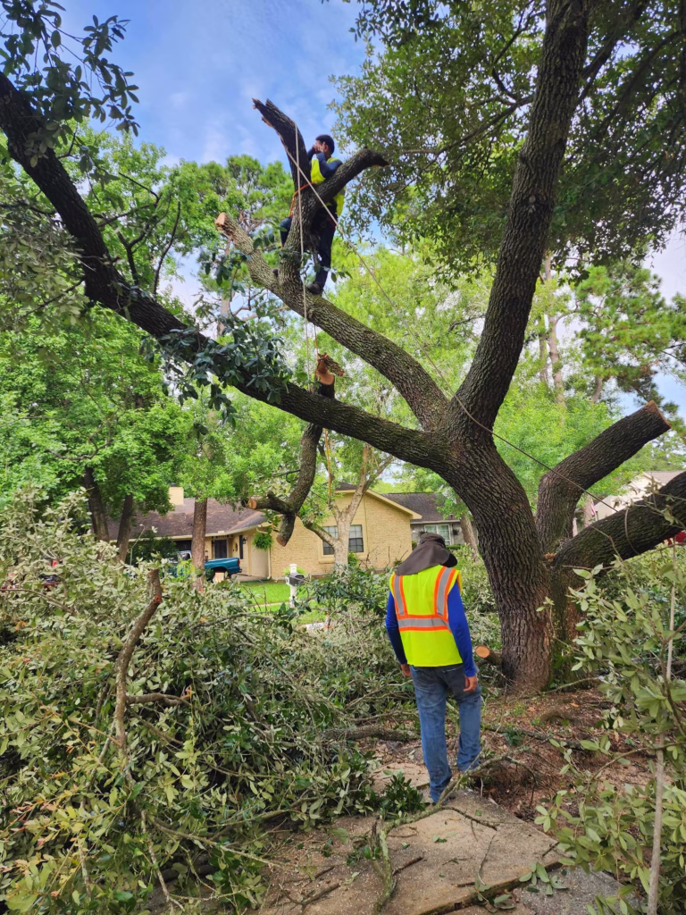Tree Services for City of Humble