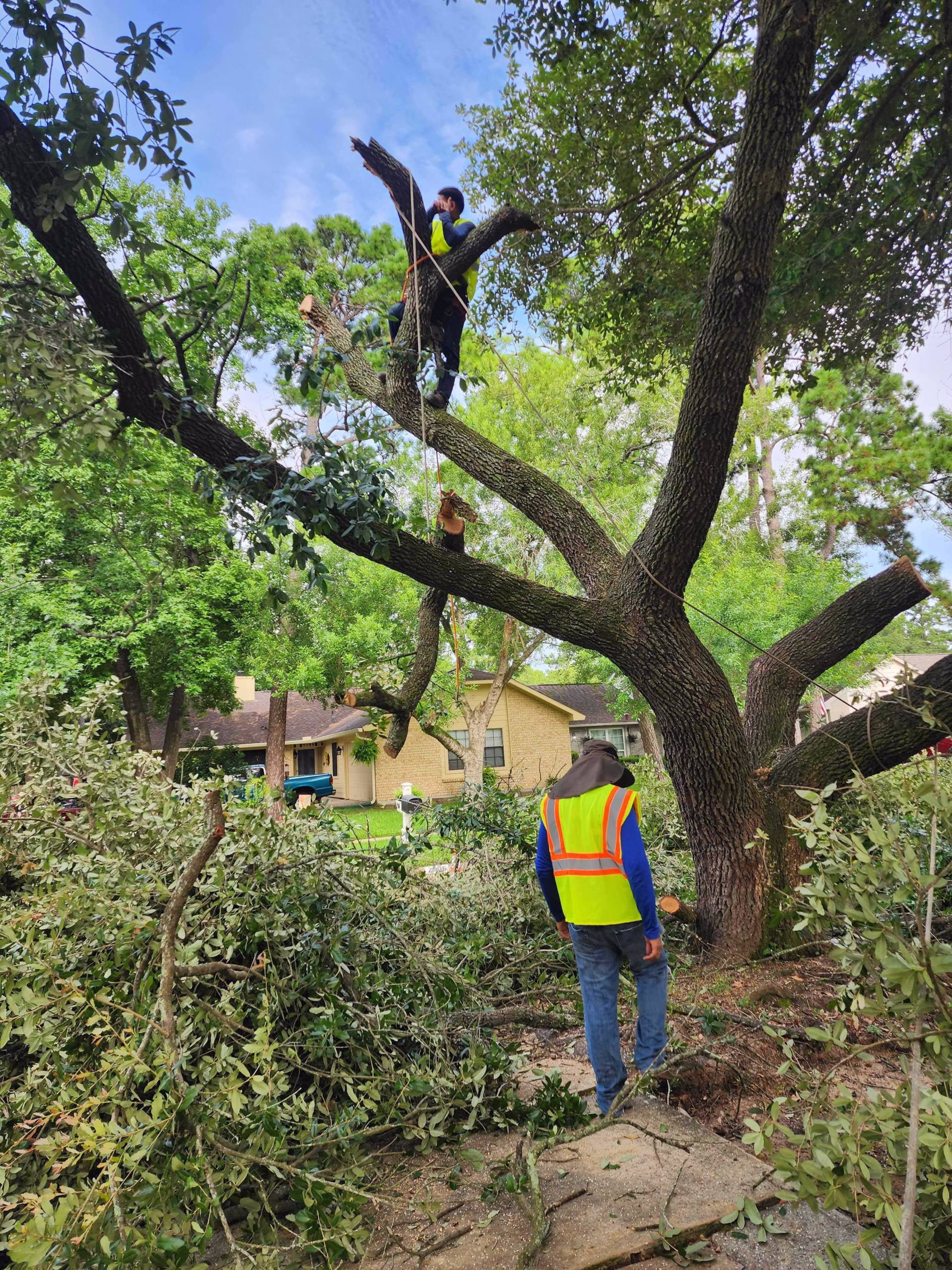 You are currently viewing Tree Removal in City of Humble TX | Professional Tree Service