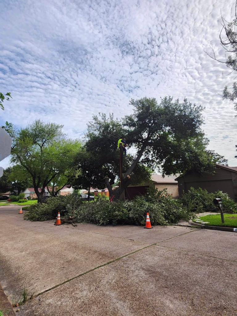 Tree Services for City of Humble