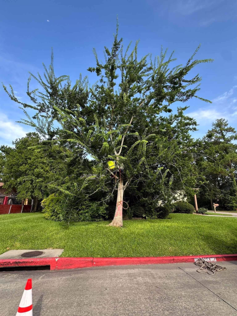 Tree Removal in Ferguson Humble TX | Professional Tree Services