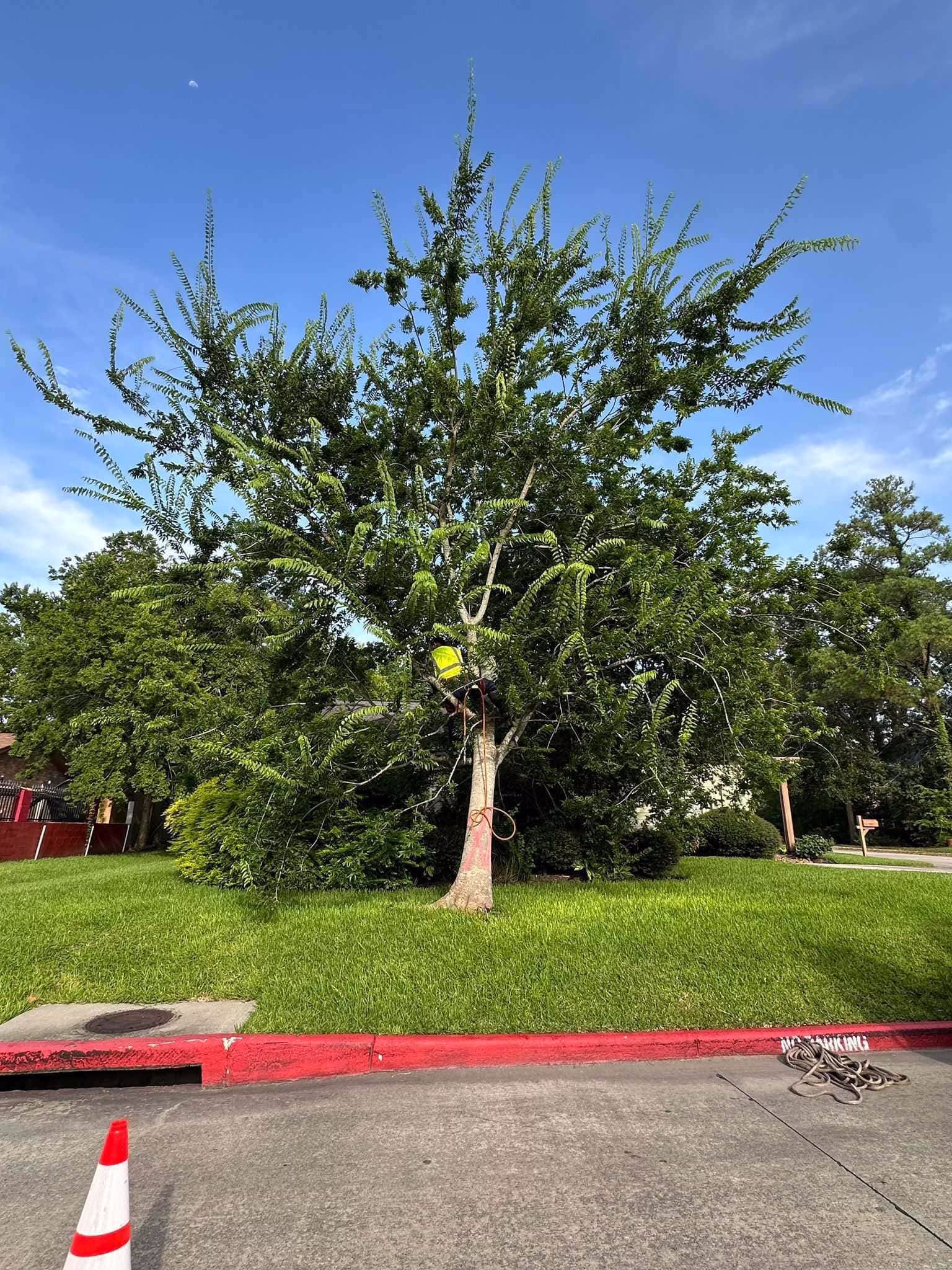 You are currently viewing Tree Removal in Ferguson Humble TX | Professional Tree Services