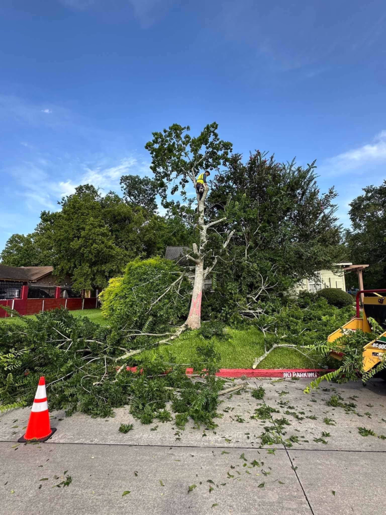 Tree Removal in Ferguson Humble TX | Professional Tree Services