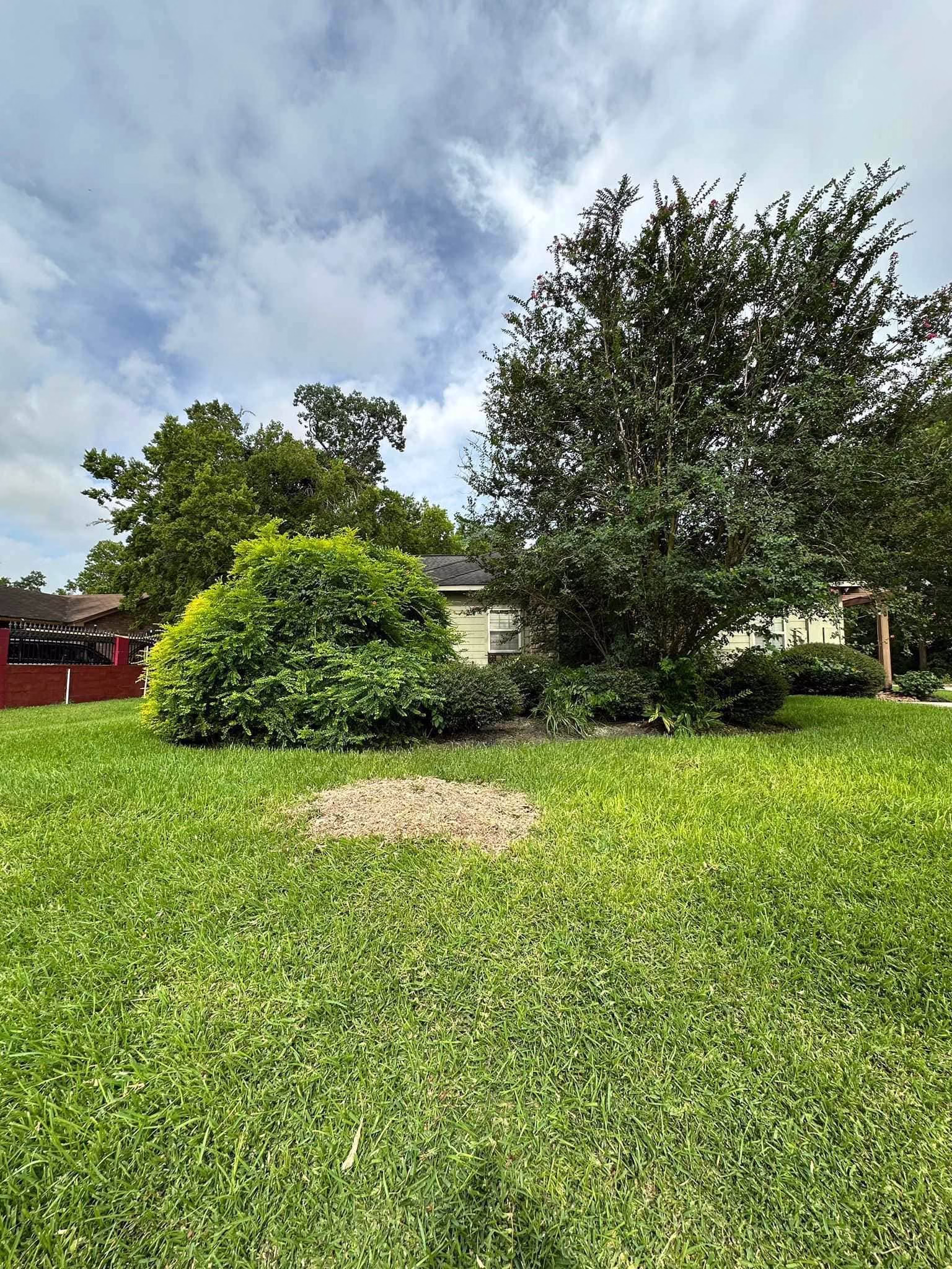 Tree Removal in Ferguson Humble TX | Professional Tree Services