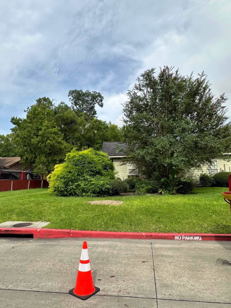 Tree Removal in Ferguson Humble TX | Professional Tree Services