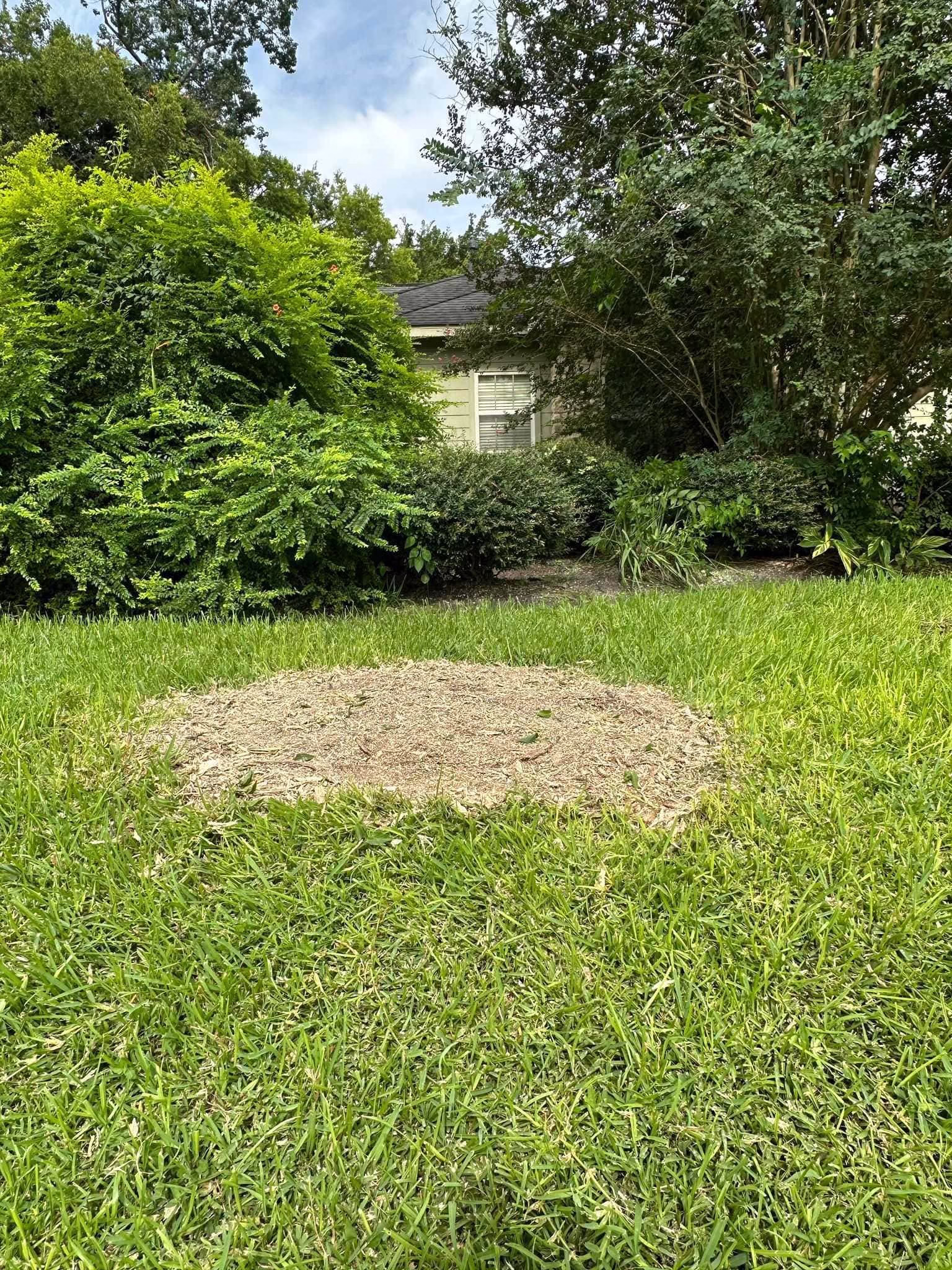 Tree Removal in Ferguson Humble TX | Professional Tree Services