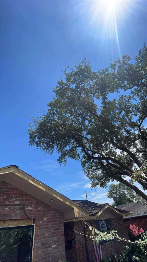 Tree Removal in Kapri Ln Houston