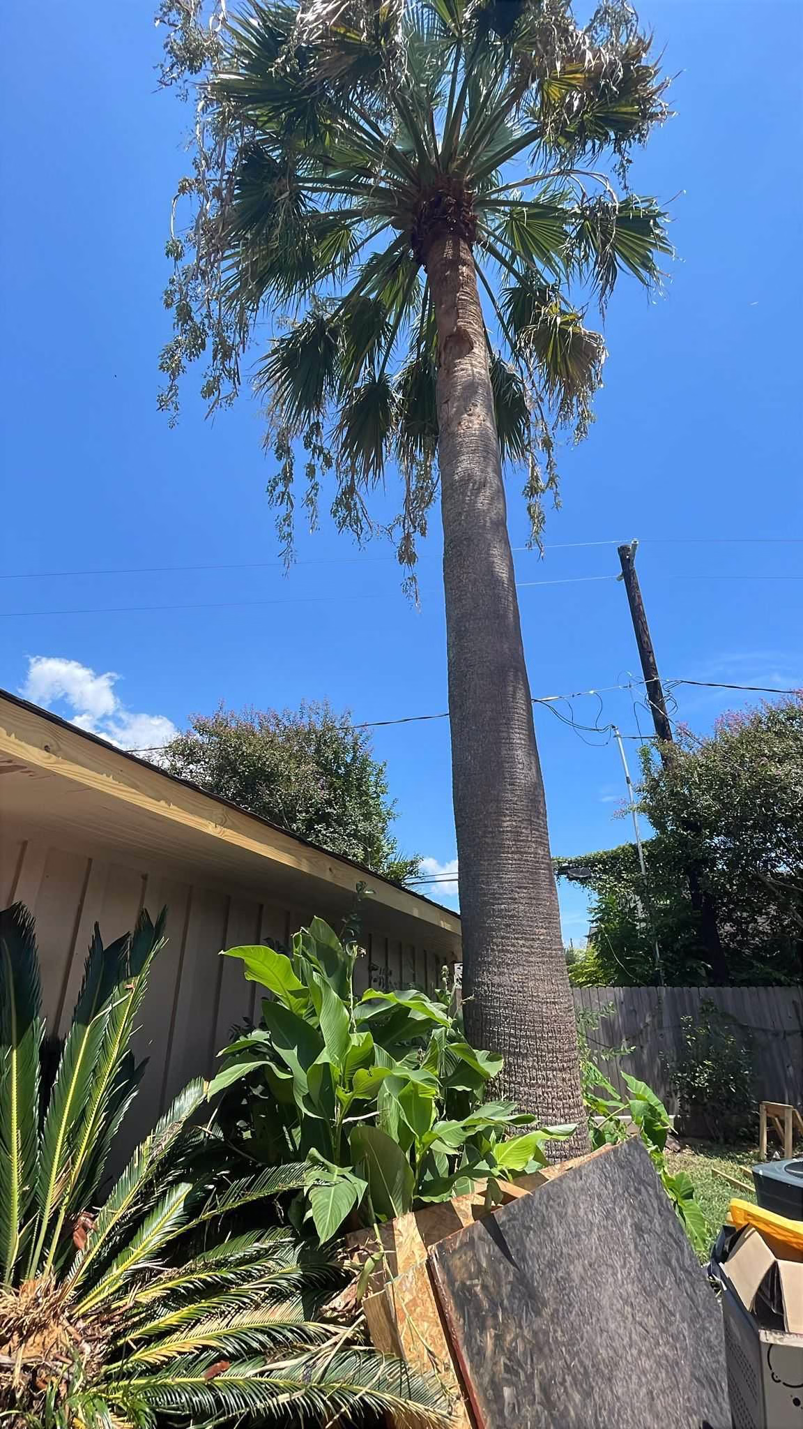 You are currently viewing Professional Tree Removal in Kapri Ln Houston | A Case Study