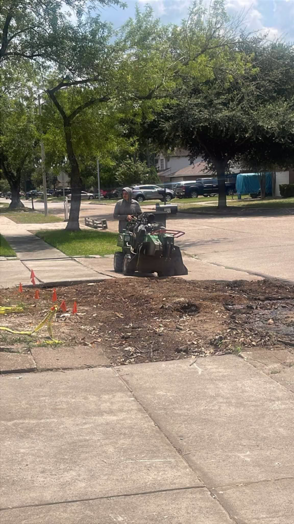 Tree Services for City of Humble
