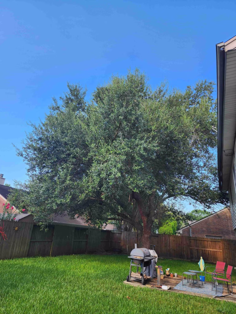 tree trimming in Pearland Houston