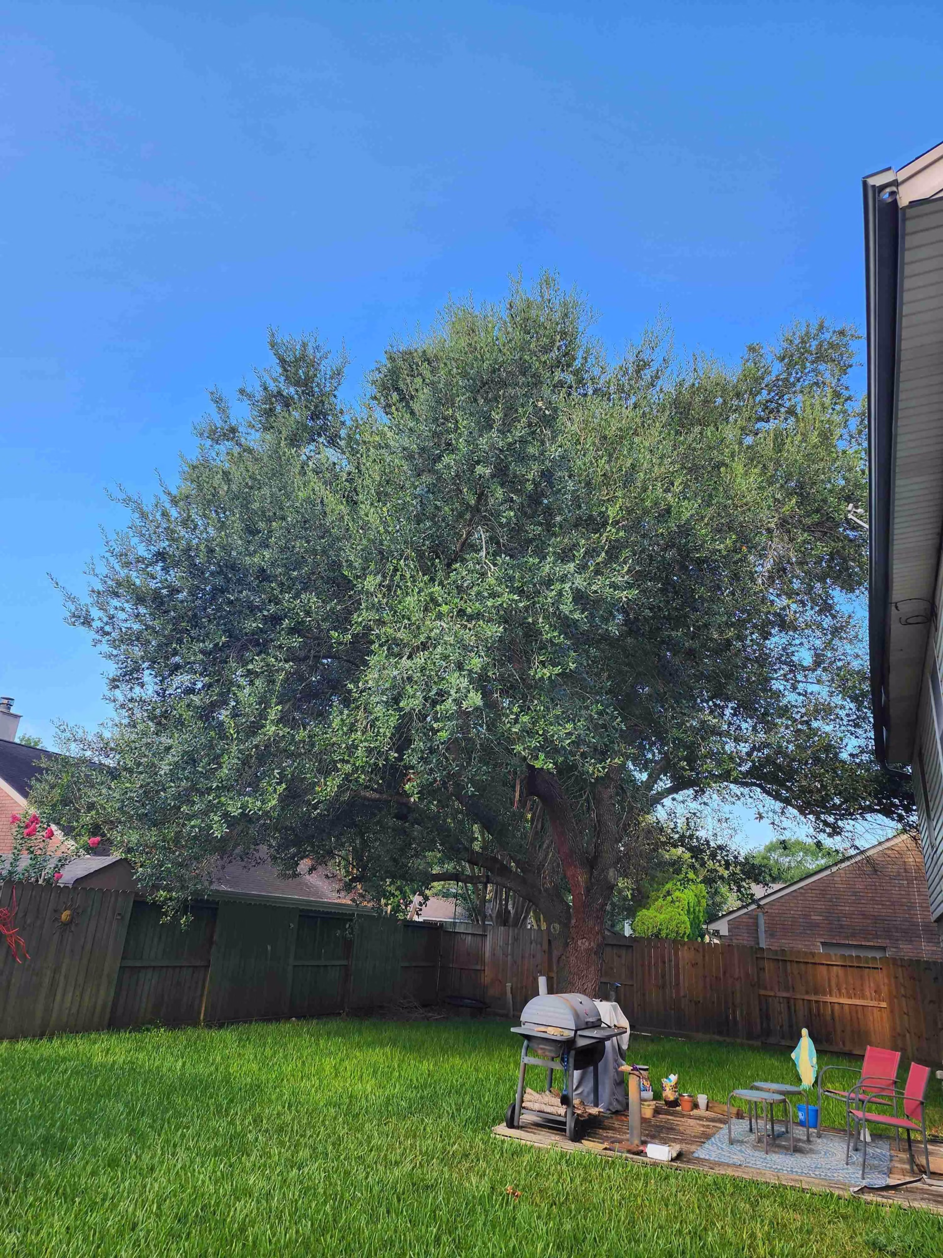 tree trimming in Pearland Houston