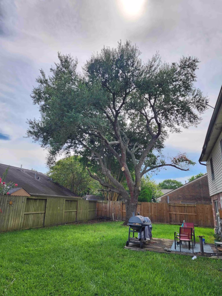 tree trimming in Pearland Houston