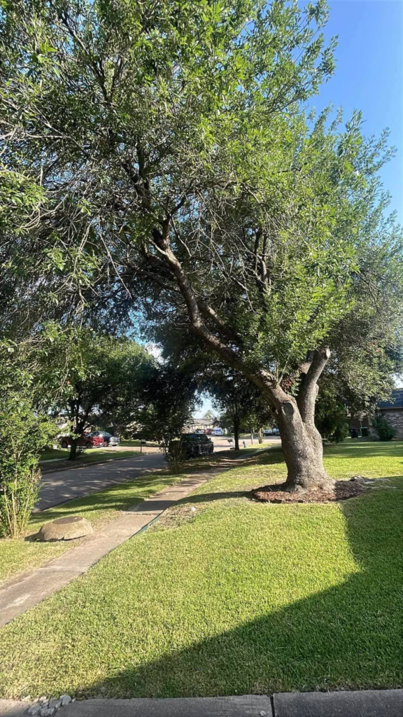 tree removal in Longvine Dr Houston TX