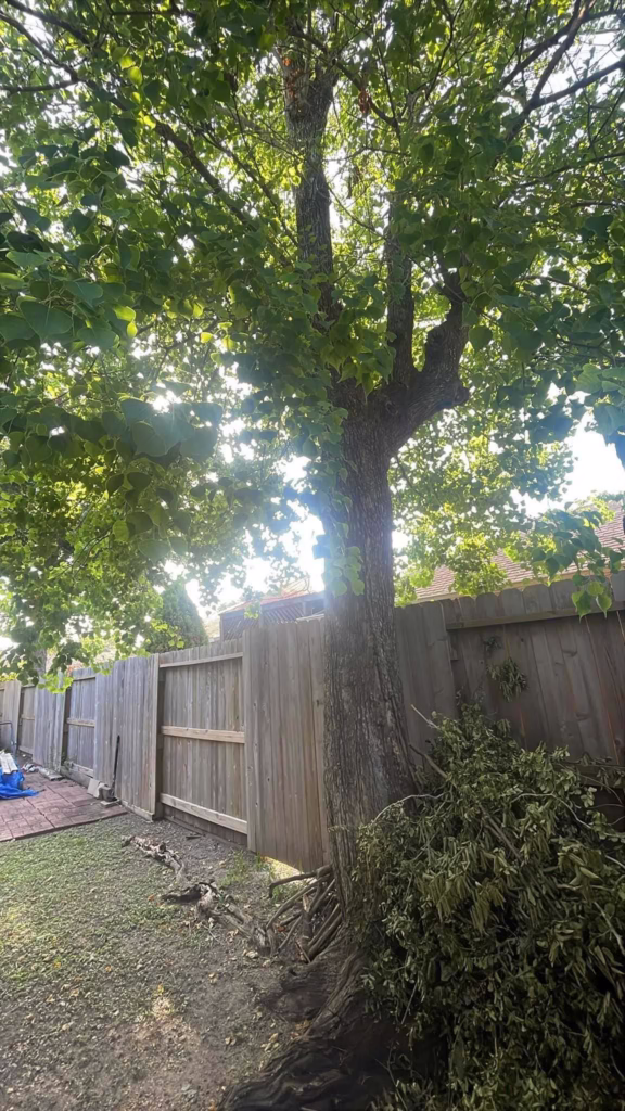 tree removal in Longvine Dr Houston TX