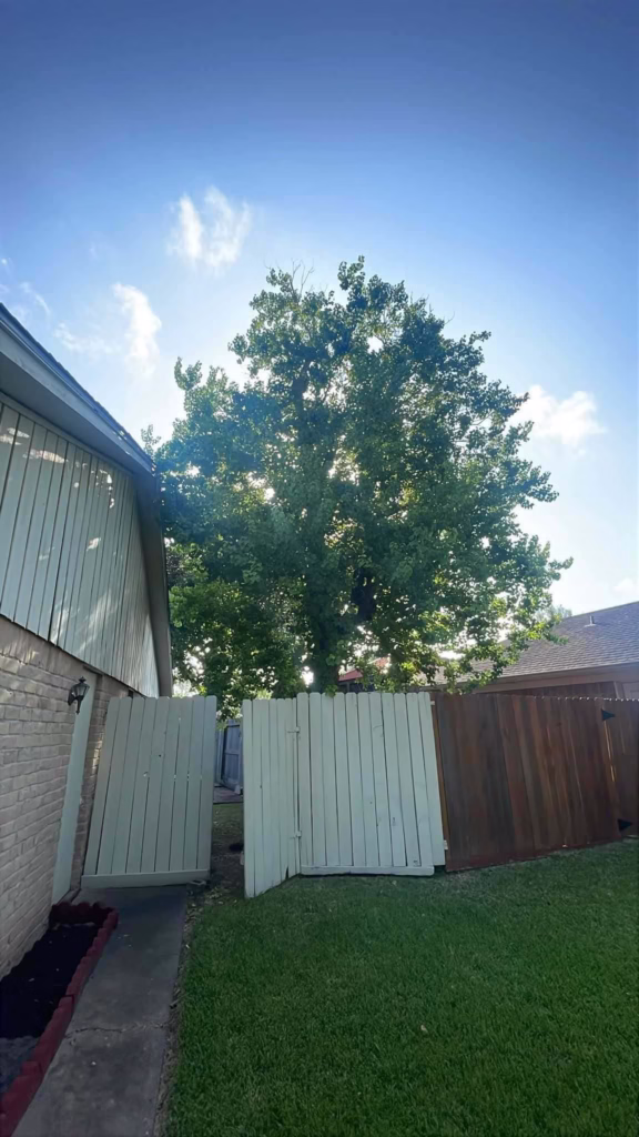 tree removal in Longvine Dr Houston TX