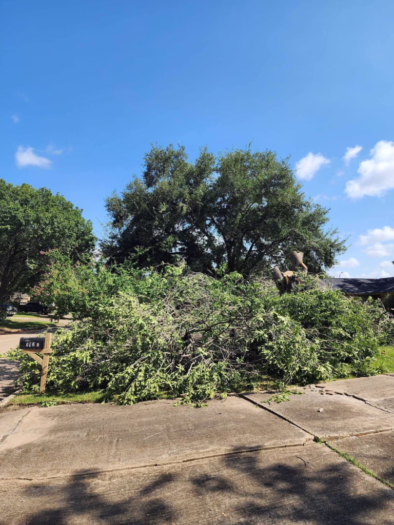 tree removal in Longvine Dr Houston TX