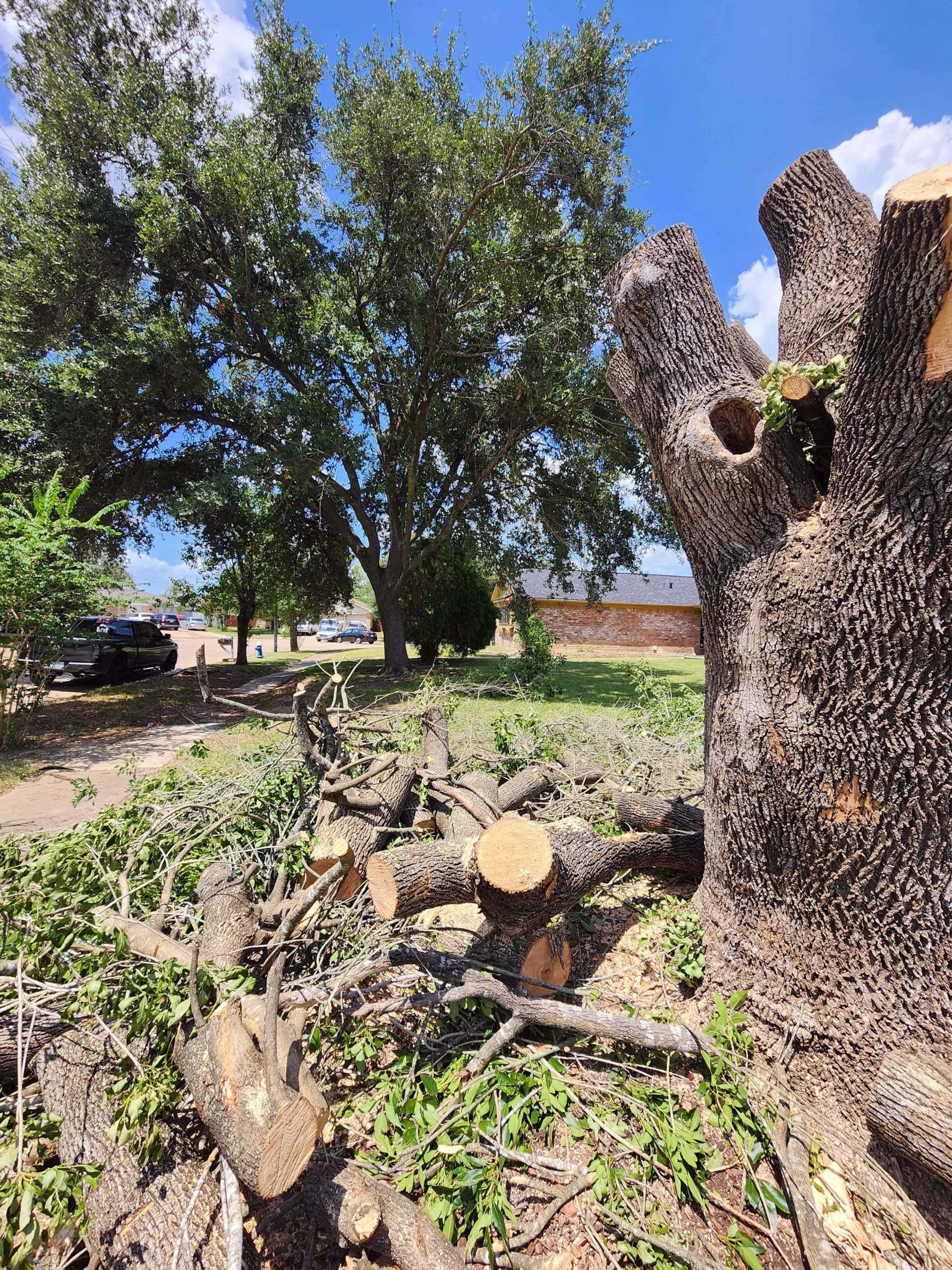 You are currently viewing Professional Tree Removal in Longvine Dr Houston TX | HamodaTrees