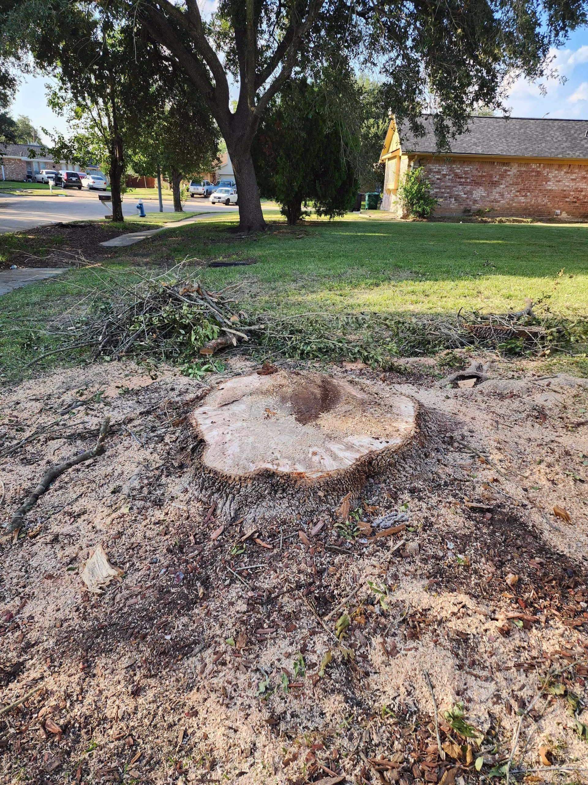 tree removal in Longvine Dr Houston TX