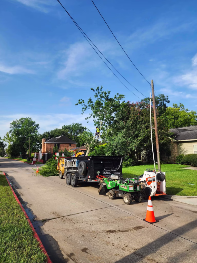 Tree Removal in Ferguson Humble TX | Professional Tree Services