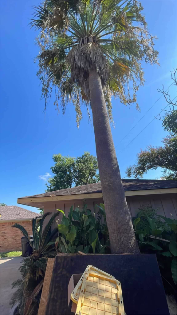 Tree Removal in Kapri Ln Houston