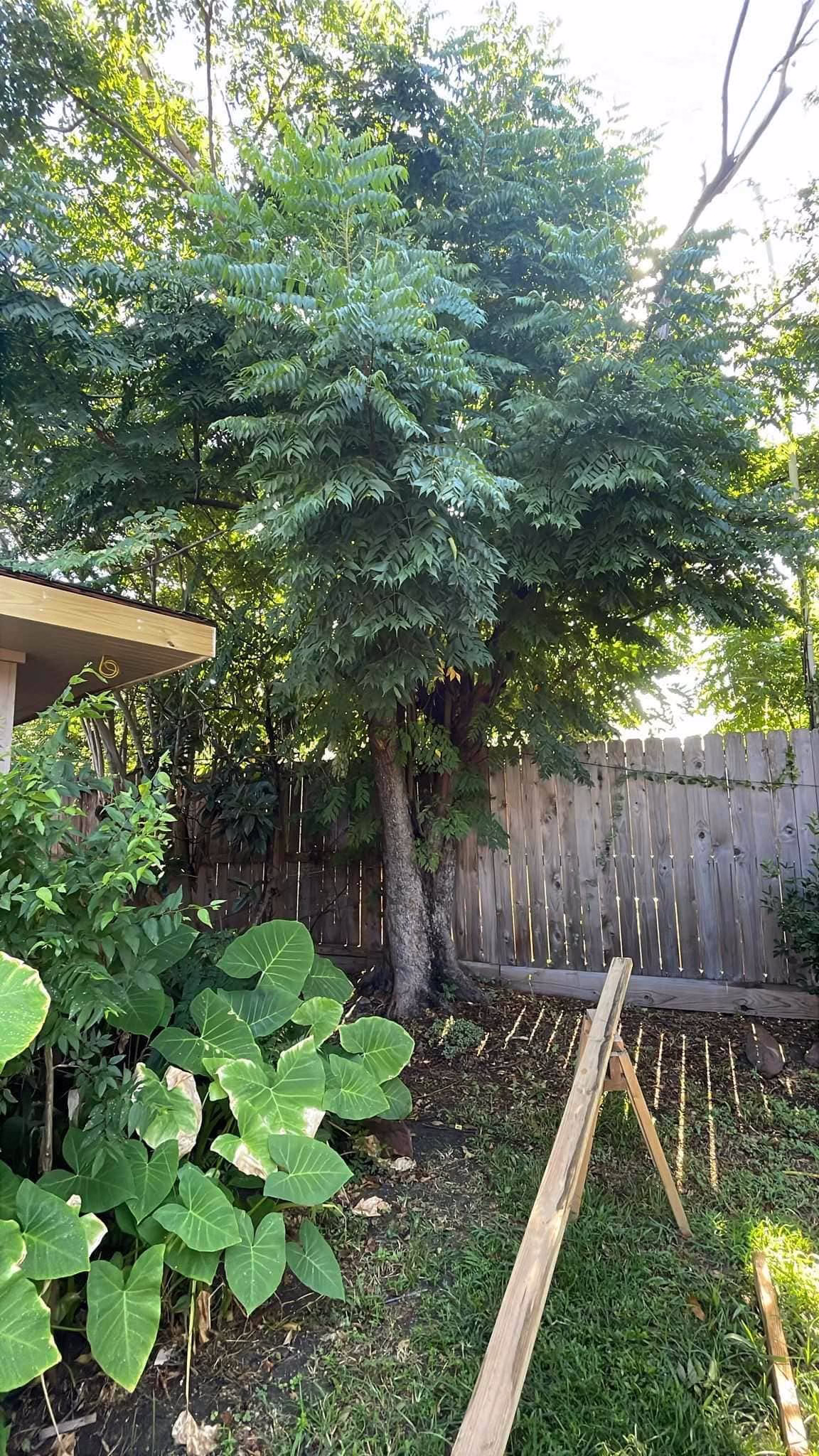 Tree Removal in Kapri Ln Houston