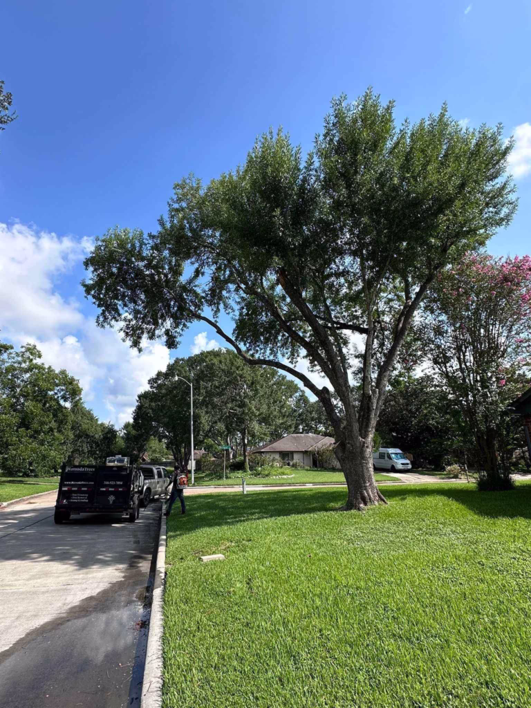 limb removal in Friendswood Houston TX
