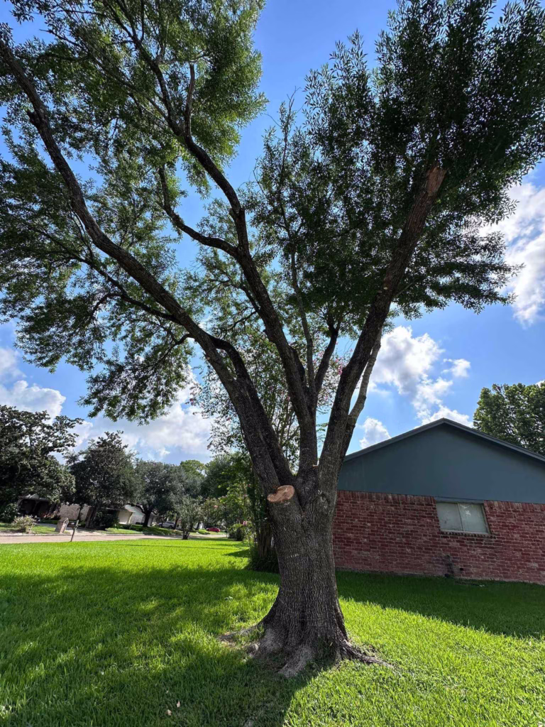 limb removal in Friendswood Houston TX
