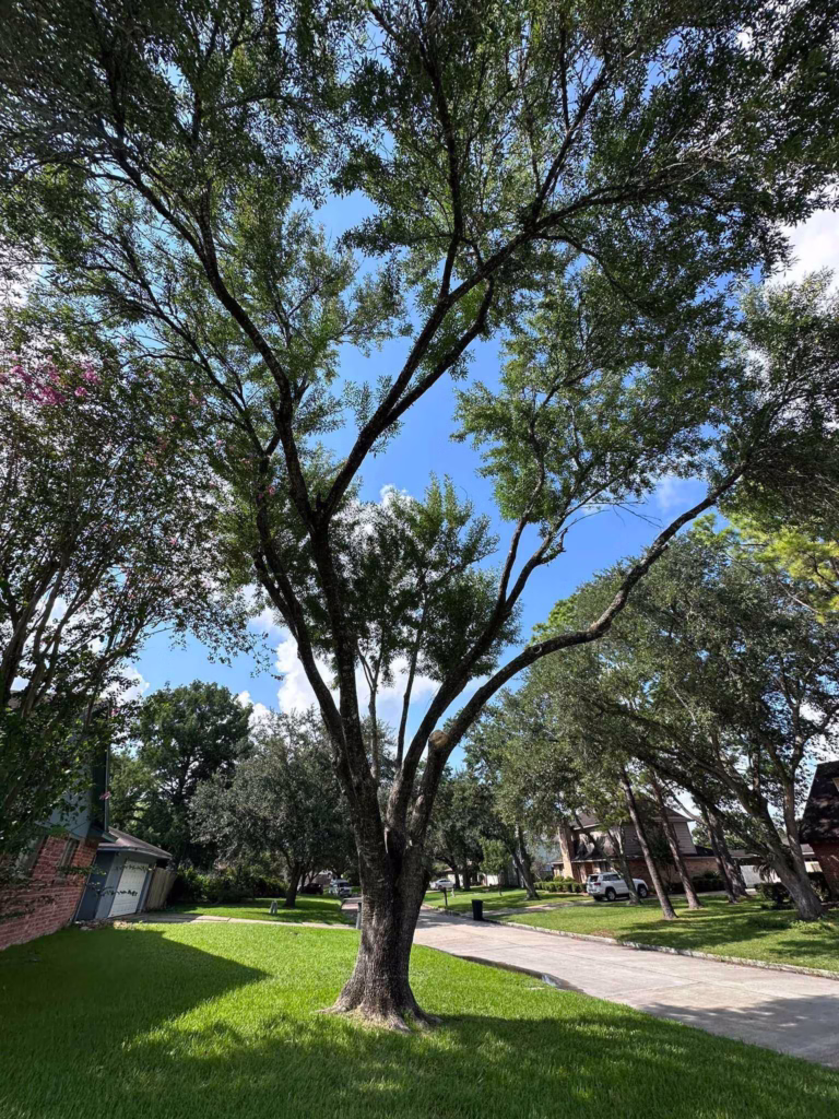 limb removal in Friendswood Houston TX