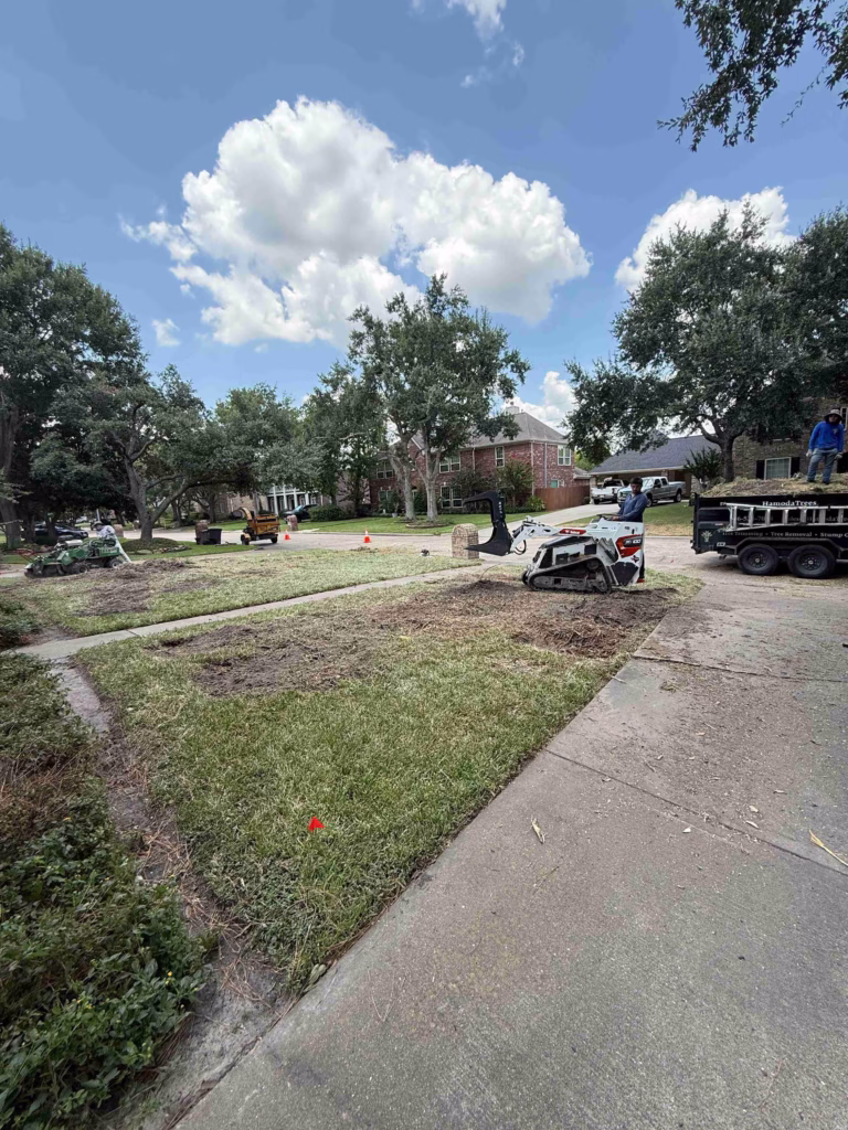 Tree Removal in Inverrary Drive Houston TX