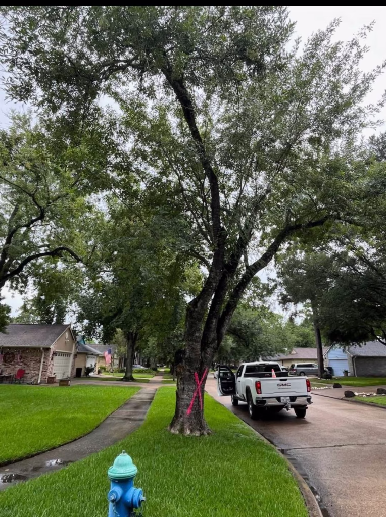 Tree Removal in Pheasent Run, City of Humble TX