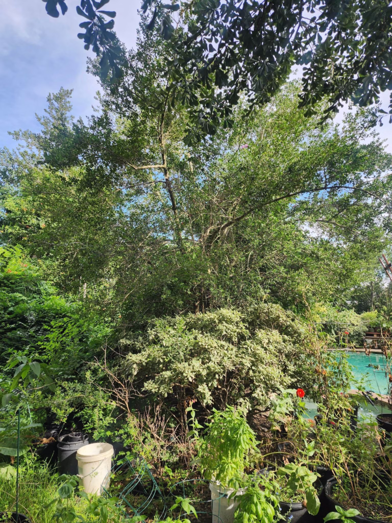 Tree Removal in Monarch Terrace Drive, Katy, TX2