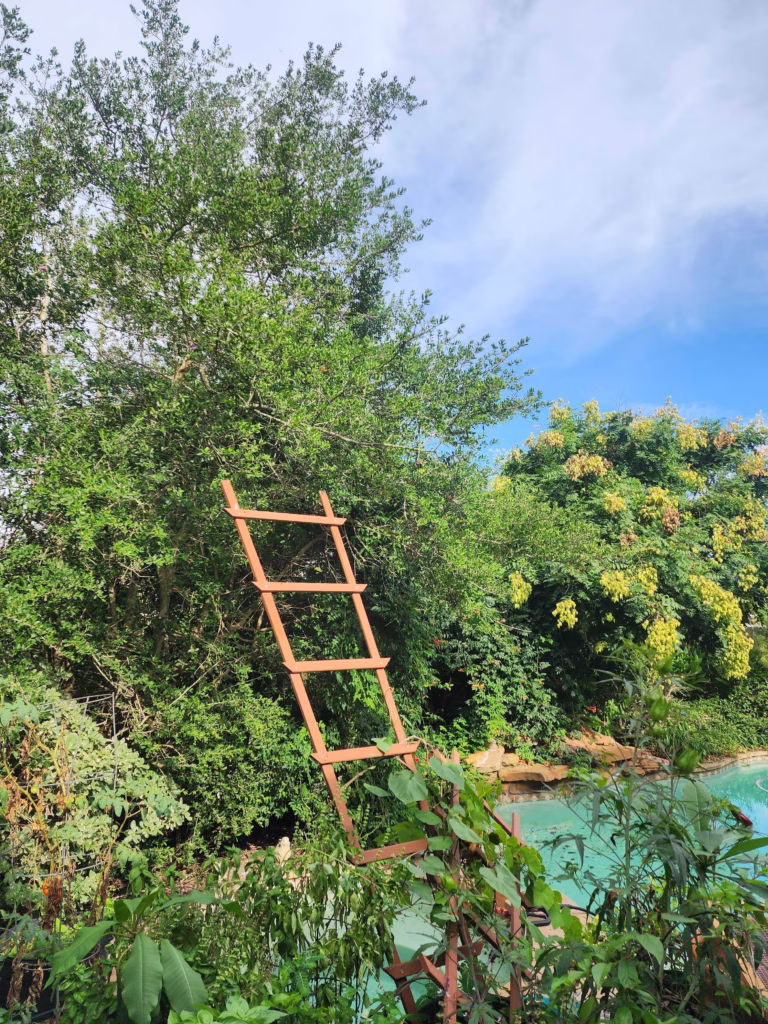 Tree Removal in Monarch Terrace Drive, Katy, TX