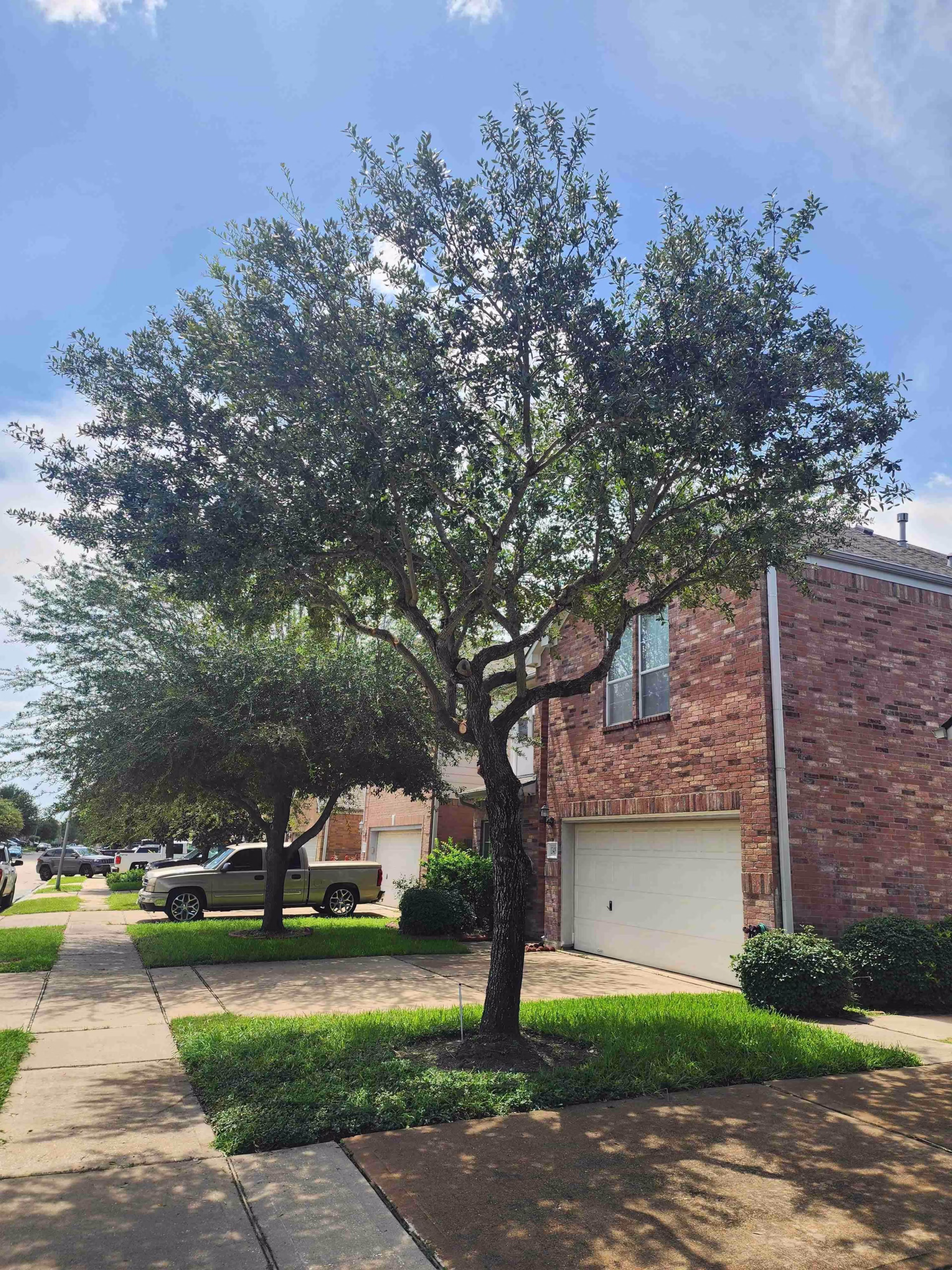 You are currently viewing Tree Trimming in Waterford Dr, Deer Park, TX – Case Study