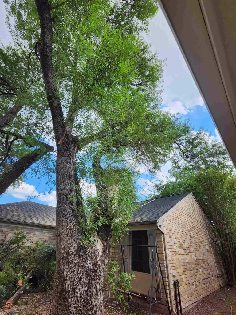 property-tree-maintenance-houston-flaxen