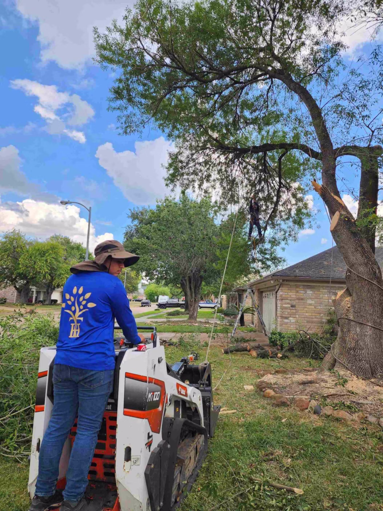 expert-tree-removal-service-houston-flaxen-drive.