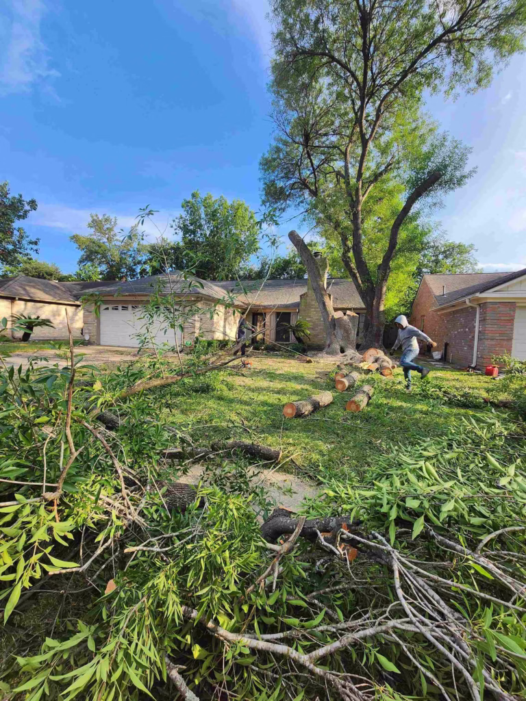 hazardous-tree-removal-houston-neighborhood.