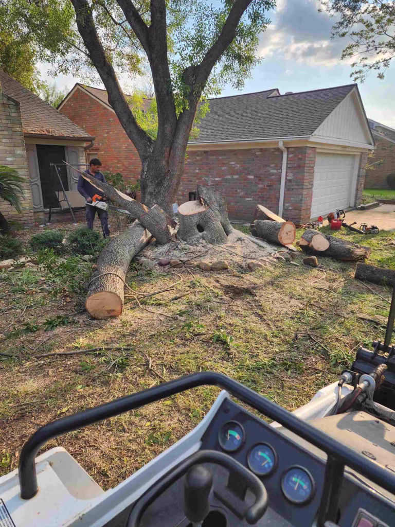 comprehensive-tree-care-houston-flaxen-drive.