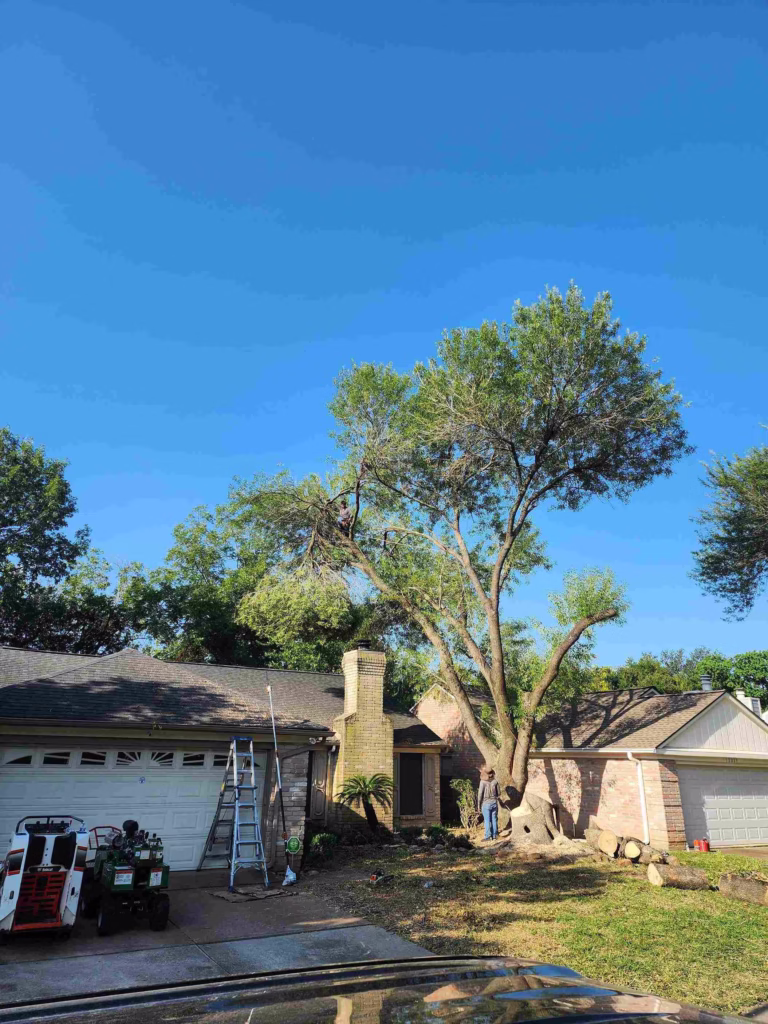 before-and-after-tree-service-houston-flaxen-drive.