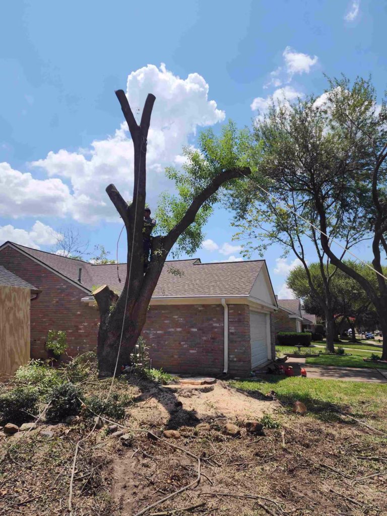tree-removal-in-flaxen-drive-houston-tx-case-study