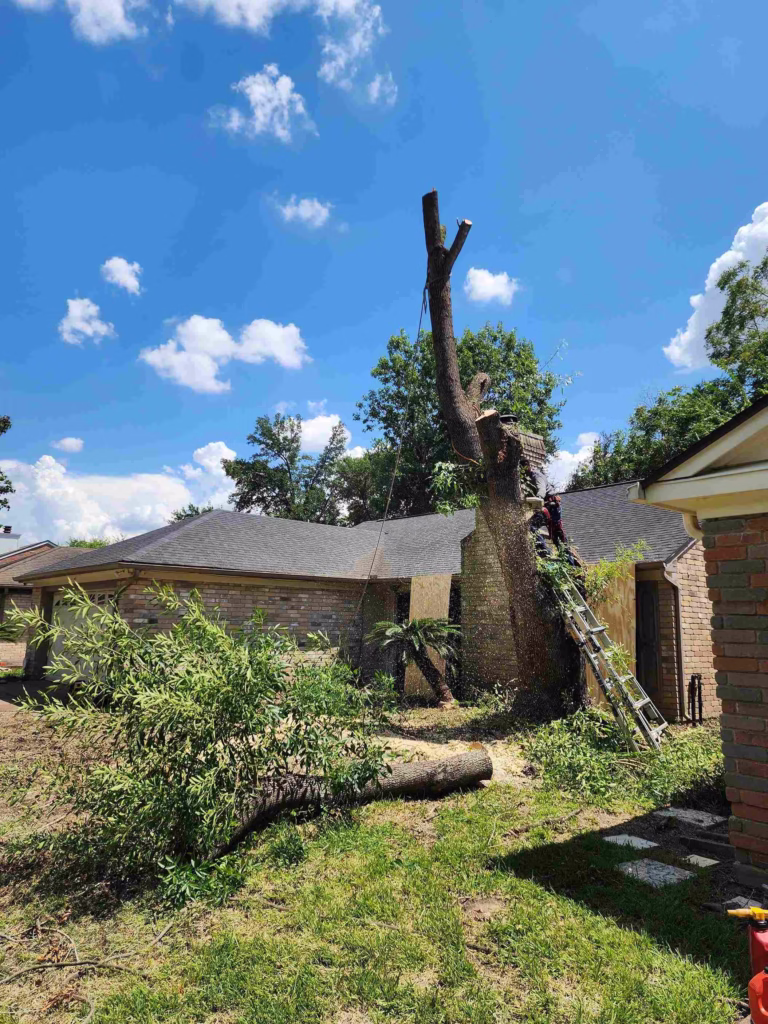safe-tree-cutting-service-houston-flaxen-drive.